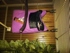 Dear Arnold, Sugar Glider Diets Revisited Part II - Weaning Joeys