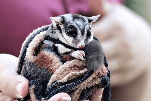 Breeding Gliders Via Stud Service, Dear Arnold, Tsunami in Indonesia
