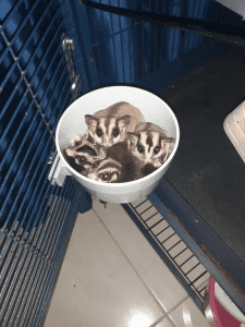 Sugar Glider Bald Spots;  Gliders Eating Household Bugs; The Gliders that Own Me