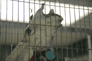 Cleaning Sugar Glider Cages, Dear Arnold