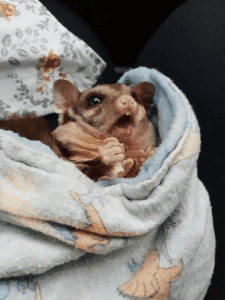 Can Sugar Gliders Get a Cold or the Flu?  Fix Rust Spots on Cages