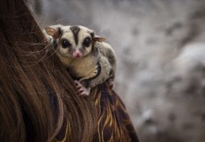 glider on woman's shoulder