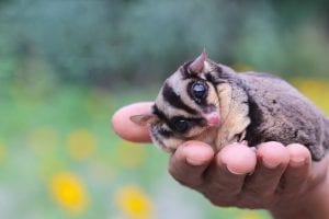 person holding sugar glider