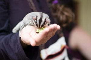Woman holding sugar glider