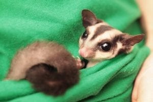 two gliders wrapped in shirt