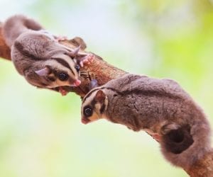 Two sugar gliders on a tree branch