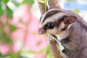 Sugar Gliders: Prices and Availability