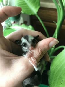 Sugar Glider