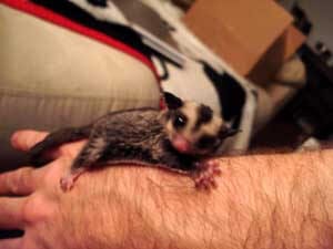 Glider Food Review, Baby Roscoe, Glider Anatomy
