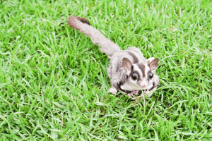 Recycled Sugar Glider Toys, Dear Arnold, Sugar Glider Exchange Milestone