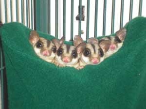 Followup on Grapes; Sugar Glider Cages - Build or Buy?