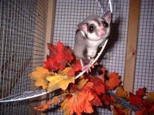 Becoming a Sugar Glider Breeder Part II, Dear Arnold, Putting Sugar Gliders on a Diet Part I