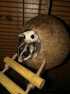 Hand Rearing Orphaned / Abandoned Joeys -  Part II
