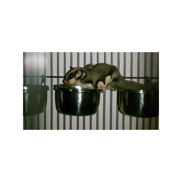Three Deluxe Stainless Steel Feeding Cups