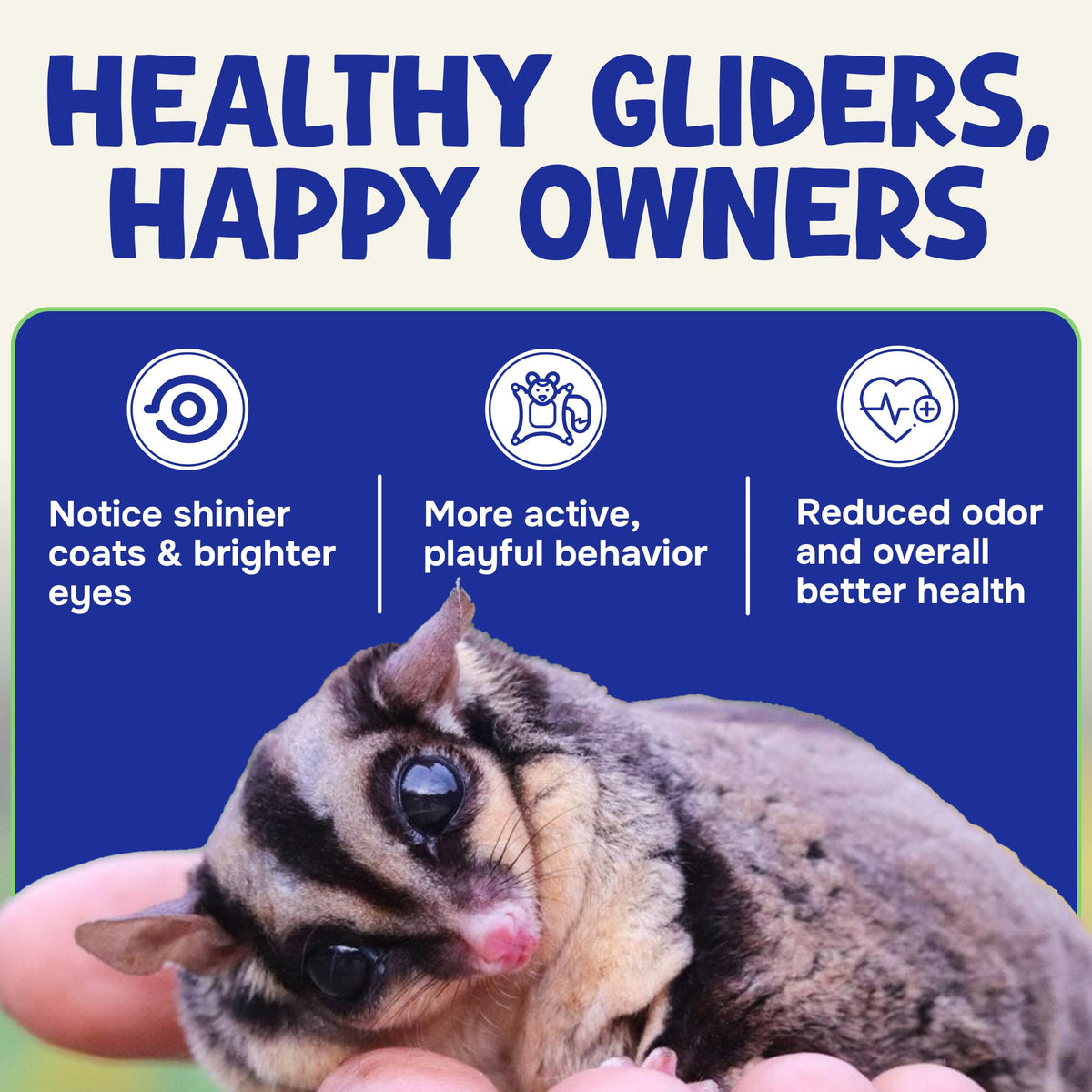 Sugar glider held in an owner's hand, with benefits of Happy Glider food: shinier coat, more active play and less odor