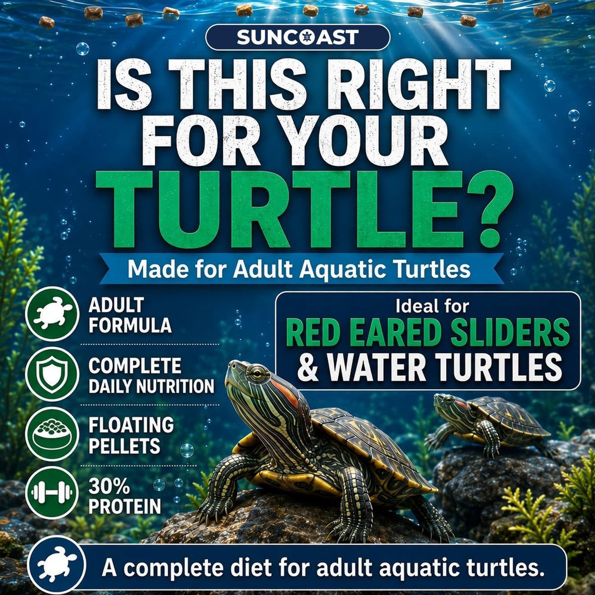 Red-eared sliders on a rock, showing SunCoast turtle food is made for adult aquatic turtles such as red-eared sliders