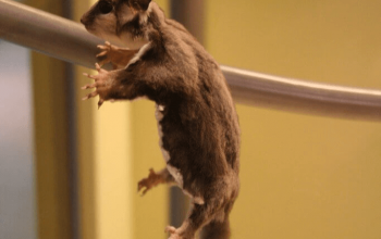 How Far can Sugar Gliders Fall Safely, Does Breeding Make Gliders Mean, Pets During Renovation