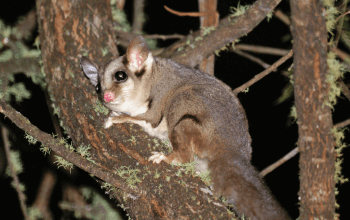 Introductions aren’t working, can I try something else?; How long can sugar gliders breed?; Rapid fire answers for Glider Newbies!