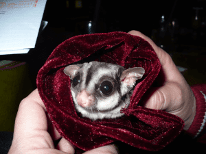 Sugar Glider Wrapped in Blanket