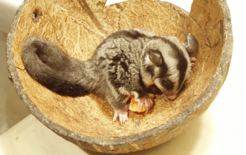 Consequences of Inbreeding; More Glider  Lifestyle Information; Humidity in the Sugar Glider Room