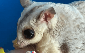 Dear Arnold, Our Experience with Sugar Glider Self Mutilation