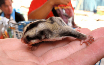 Playing with your Sugar Gliders