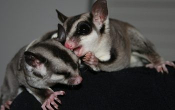 How Do We Train Our Humans?; Keeping Sugar Gliders Warm; Tasting Bites; Coconut Oil