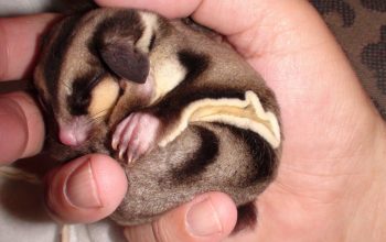 Bonding with Sugar Gliders – Start Off with Realistic Expectations