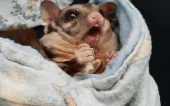 Can Sugar Gliders Get a Cold or the Flu?  Fix Rust Spots on Cages