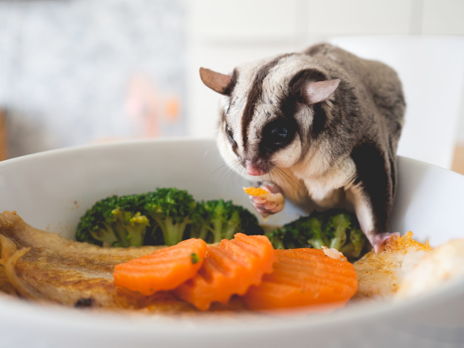 sugar-glider-nutrition-suncoast-sugar-gliders