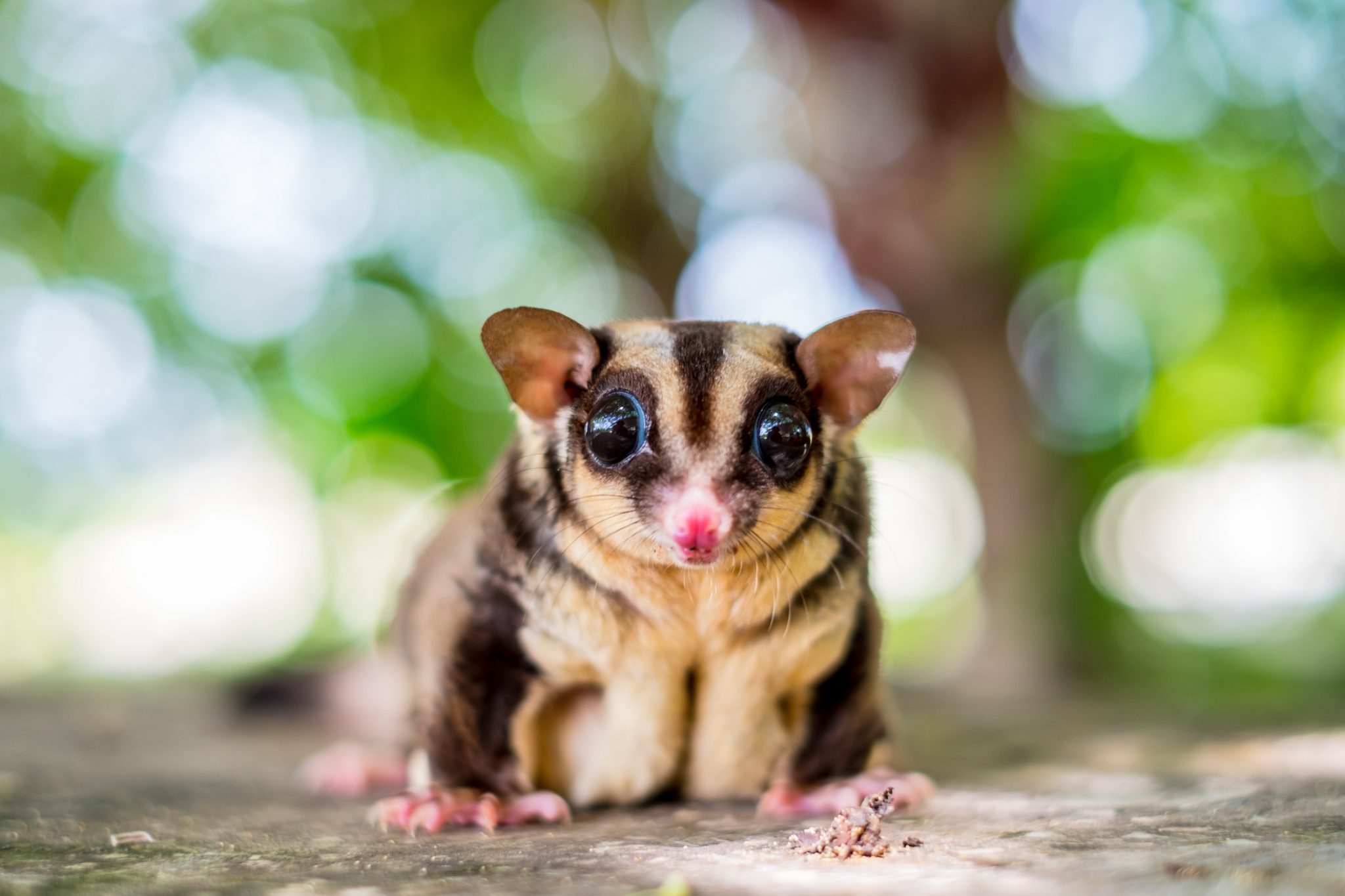 Animal Nutrition Experts and USDA Vets – Suncoast Sugar Gliders