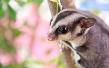 Sugar Gliders: Prices and Availability